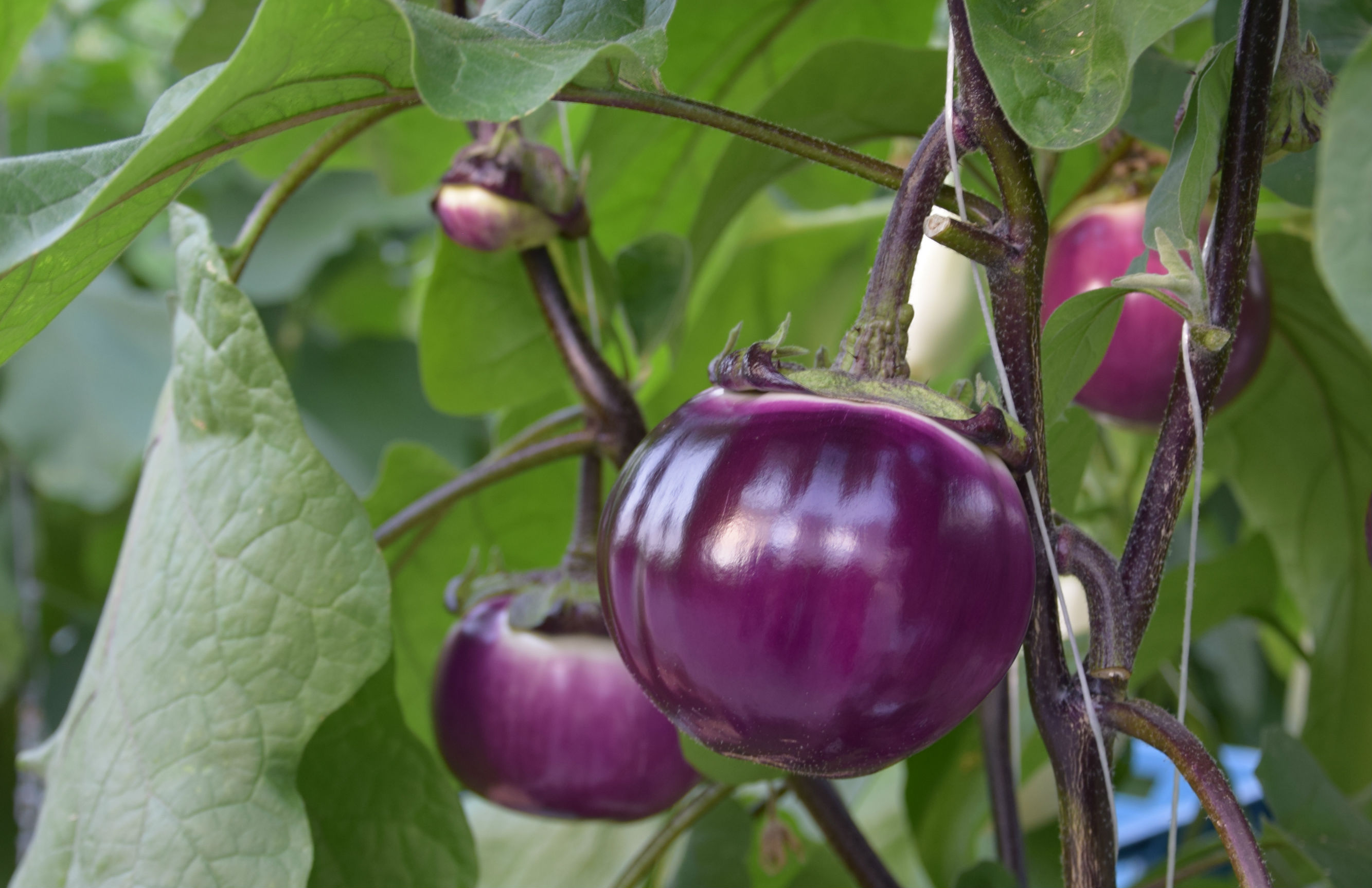 Een van de specialties van Van Luijk, de bolaubergine