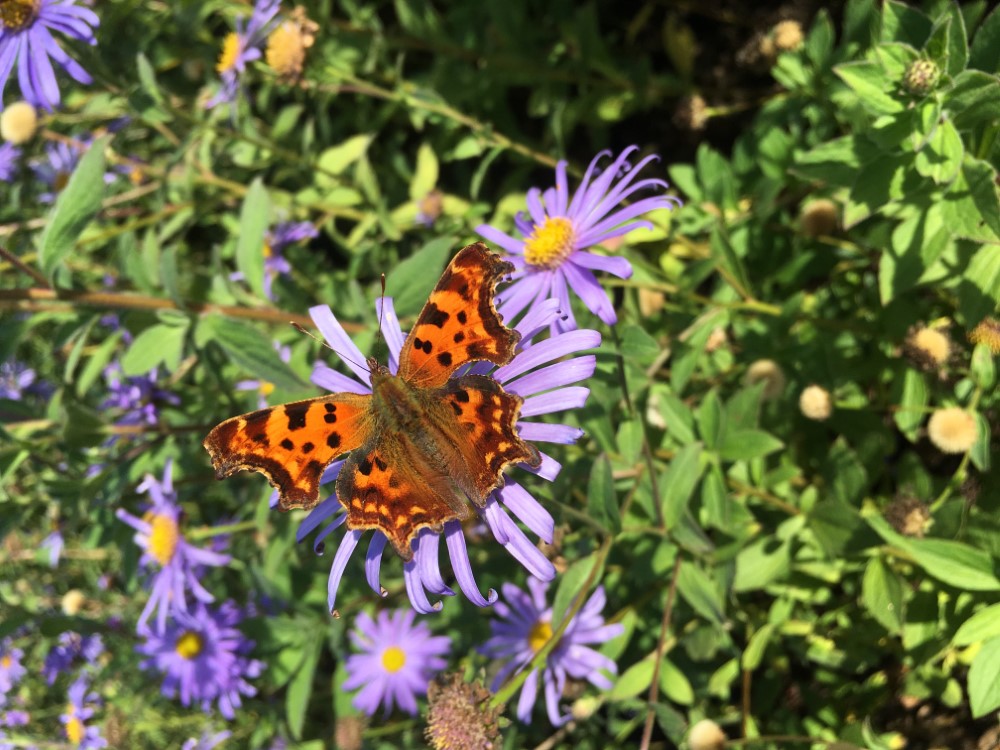 Aster met gehakkelde Aurelia