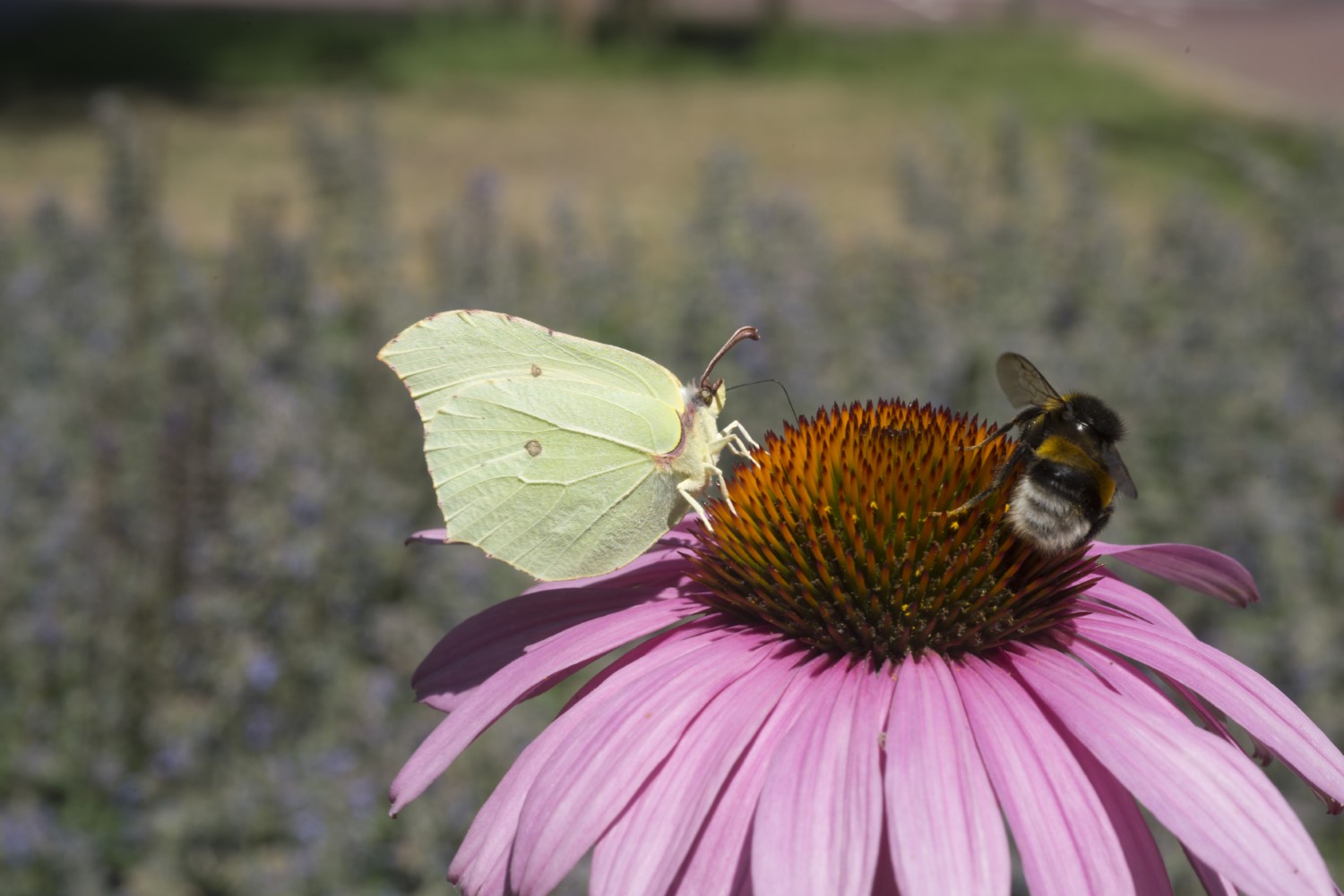 Echinacea met citroenvlinder en aardhommel