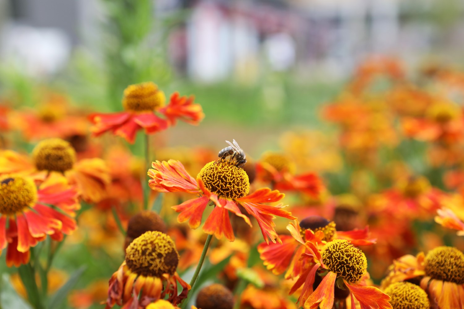 Helenium met honingbij